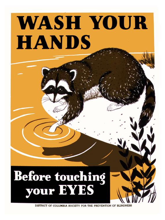 illustrational poster of a raccoon dipping its paw in water