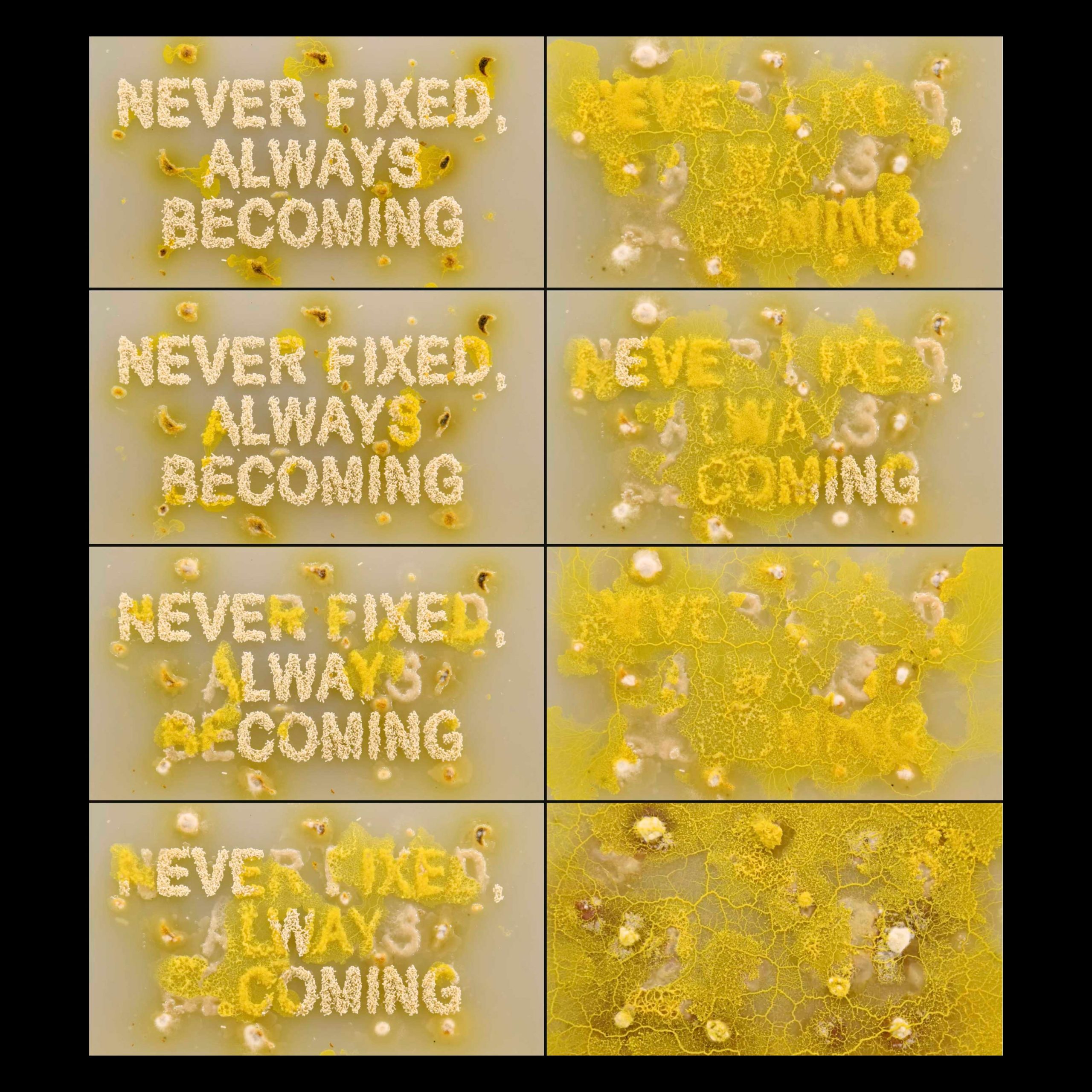Frames from a video showing yellow mold growing over letters made of rice.